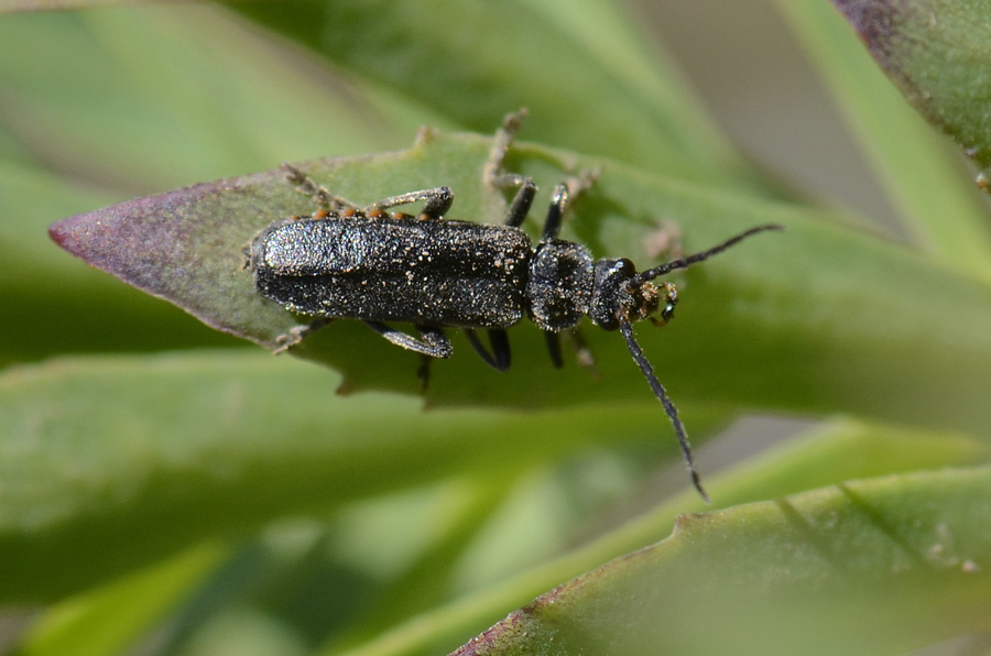 Cantharidae: cfr. C. tristis o Ancistronycha abdominalis